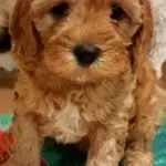 red Cavapoo F1