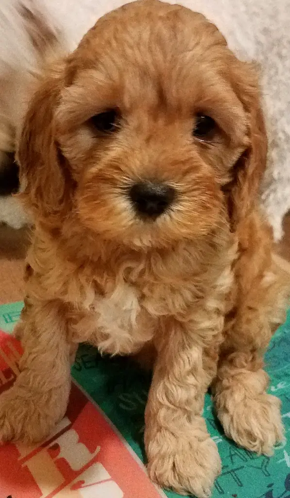 red Cavapoo F1