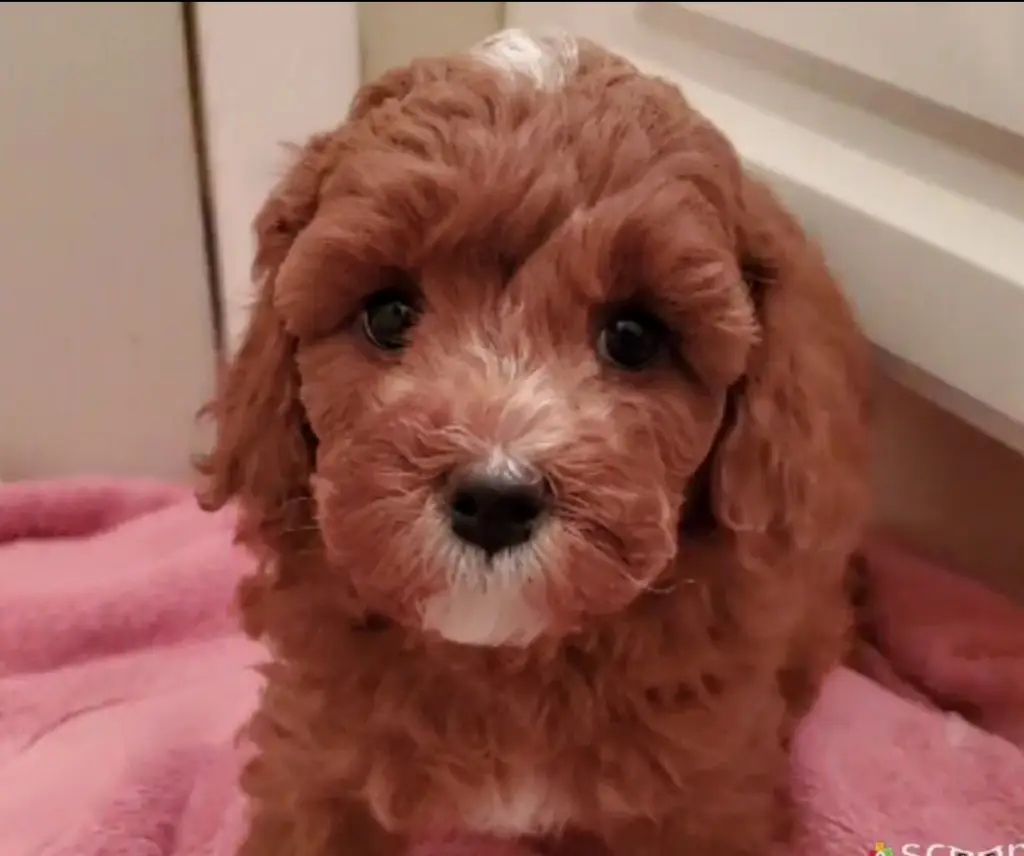 red and white cavapoo