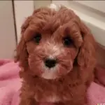 red and white cavapoo