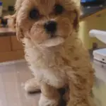 Cavapoo F1B