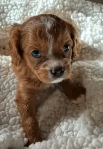 cavapoo